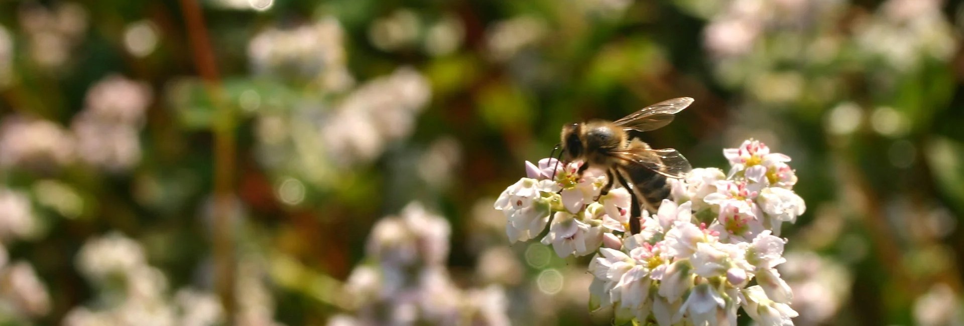 Zibelka slovenskega čebelarstva